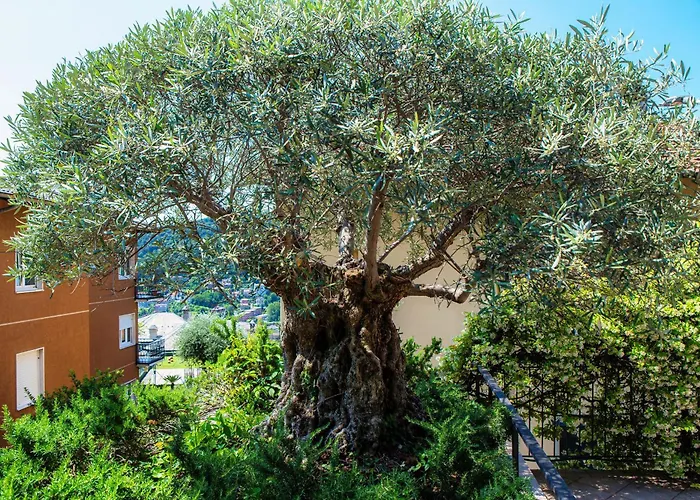 Casa Olivo By Quokka 360 - Flat With Sun Terrace In Daire *